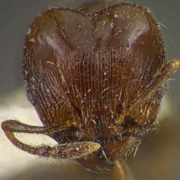 Media type: image; Entomology 35059   Aspect: head frontal view